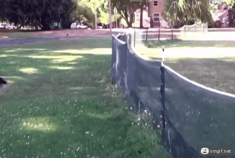 dog-backflip-easy-net