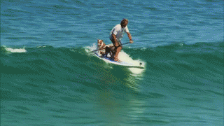 -серфинг-собакены-2903790