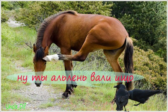 вороныж