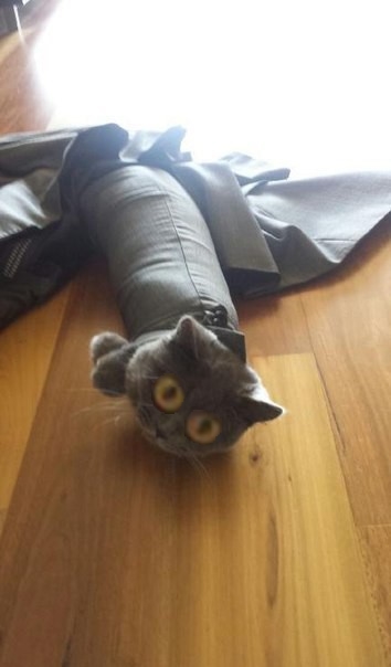 Кот в рукаве