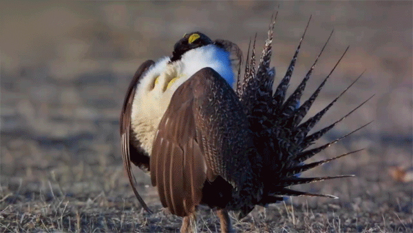 pticyvozmozhnokomunibudyerotikateterev2434606_yapfiles.ru