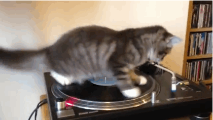 98804SpinningCat