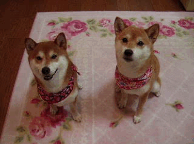 1457703948-c4c06add388530ff69feb3f89eec633c