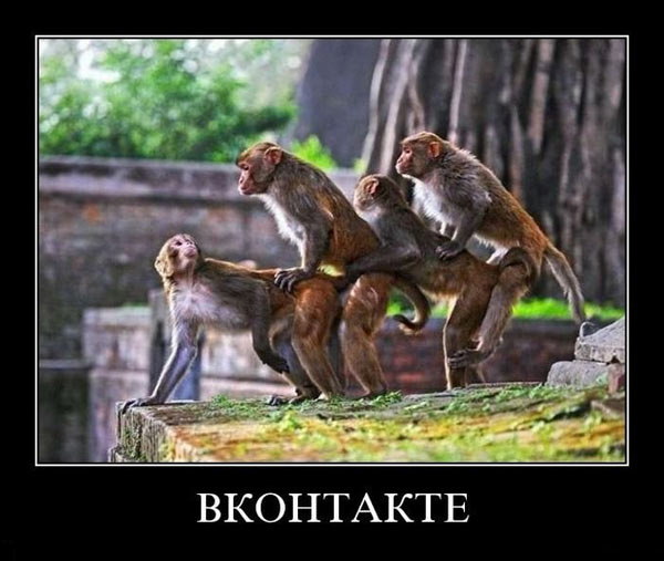 Приматы
