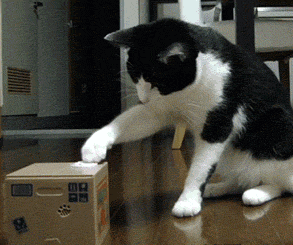 the-cat-says-what_original