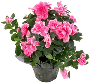 6bfac8a1384b46b2b2178b1dfb8c83ba