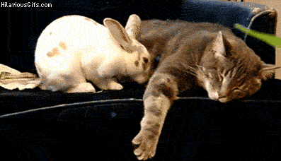 13 Bunnies Who Absolutely Love to Nap 1