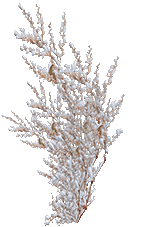 snow_bush_02_by_brokenwing3dstock-d5mrvx9