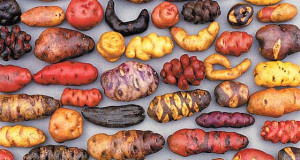 potato-peruvian-peru-300x160