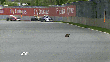 Сурок на трассе