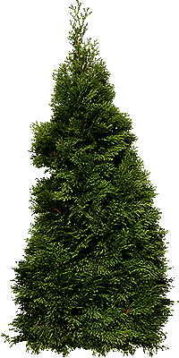 fir_tree_PNG3688