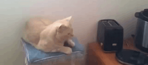 r2_www.catsmob.com_funny_gifs_catsmob_com_03331_005_681e7419