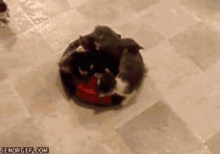 funny-cat-gifs-180-08