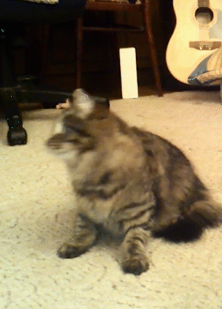 Очень нервная кошка