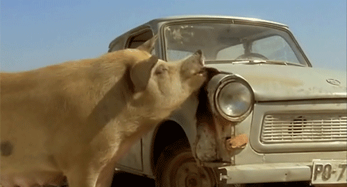 -черная-кошка-белый-кот-ностальжи-под-катом-еще-701691