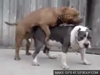 dogvomitswhilehumpingo