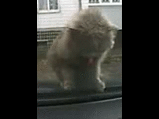 котик