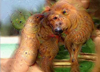 deepdream-deepdreamporn-нейронные-сети-гифки-3003117