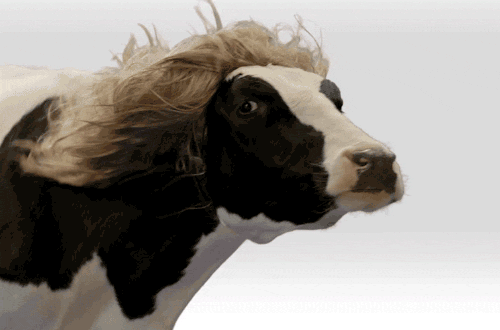 cownwind