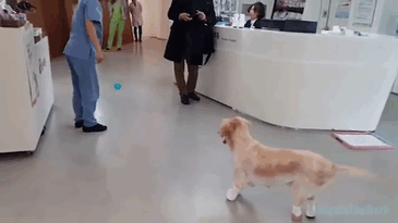 rescue-dog-leg-amputation-chichi-south-korea-gif-1