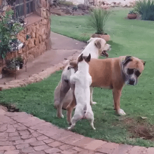 -собака-ВЕРЬ-В-СЕБЯ-NSFW-3019992