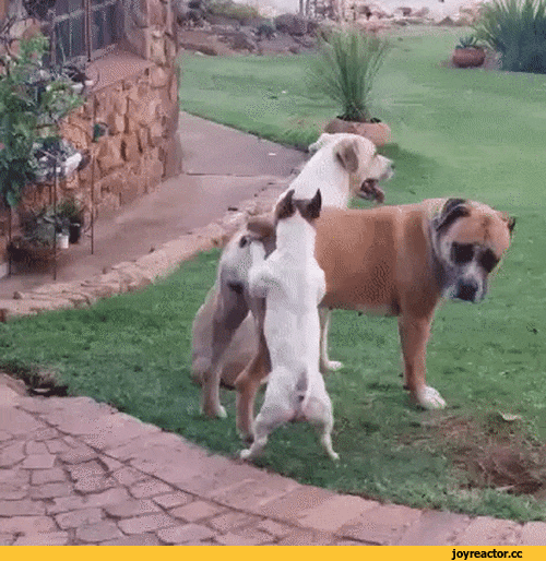 -собака-ВЕРЬ-В-СЕБЯ-NSFW-3019992