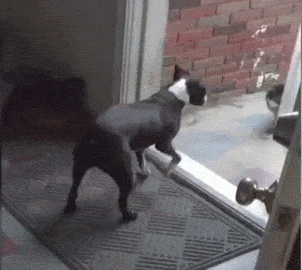 -дверь-собака-бостон-терьер-3025812