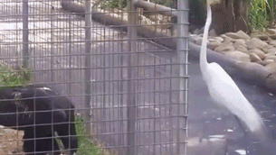 -живность-птицы-охота-2930899