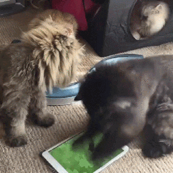 246deca9-35d3-4109-af71-f9365a1aefef