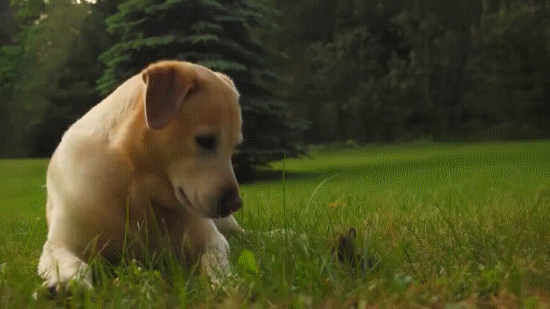 -кролик-живность-милота-2926193