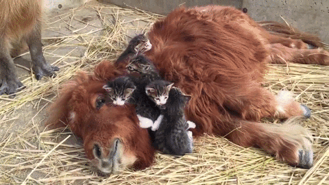 -живность-Идиллия-тут-что--то-не-так-3032011