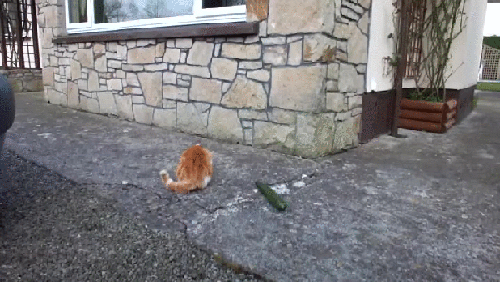 -кот-живность-огурец-3034417