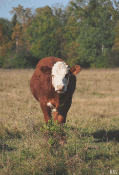 cow