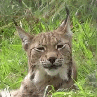 -рысь-живность-зевок-3023758