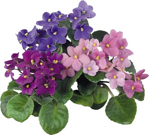 2ce7eb7a56b8ba603b08e5e06b621cfc_i-14340