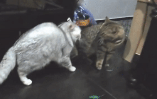 -котэ-бубенчики-песочница-3042667