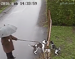 Догавкался...