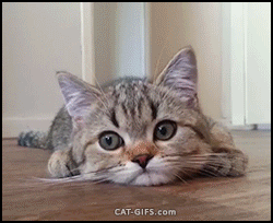 -котэ-грустькота-3036254