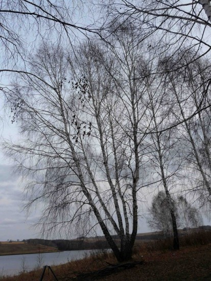 женя деревья