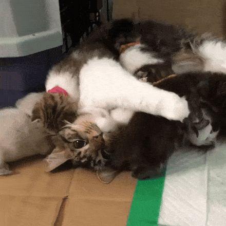 -гифка-песочница-3051203