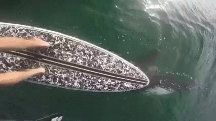 -касатка-3024950