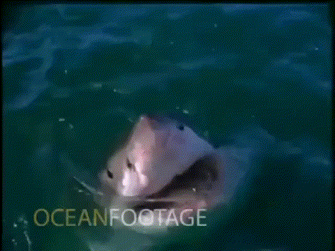 -акула-погладь-меня-песочница-3037352