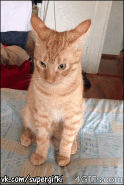 fe054eed70011a581e97722f7aba1d84