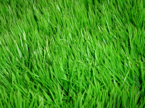 grass