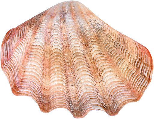 _morskaya_rozovaya_yapfiles.ru