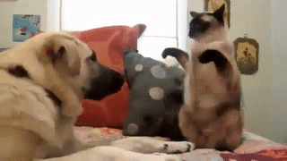 ezgif.com-video-to-gif(1)