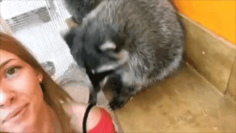 -енот-нахал-nswf-3078828