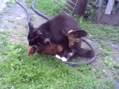 шпиллевилле