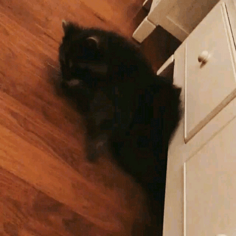 -гифки-живность-застрял-3086439