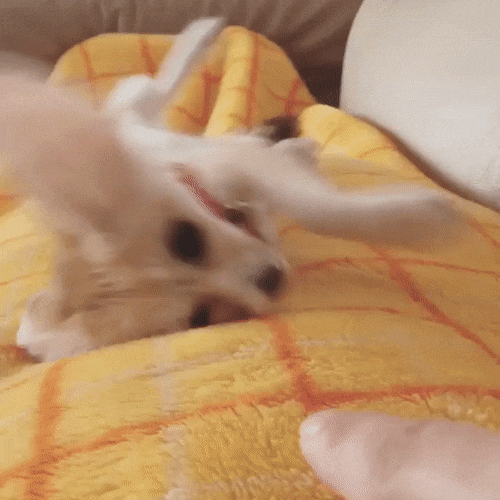 -гифки-Лиса-фэндомы-Фенек-3080601